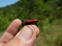 Purpuricenus kaehleri