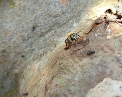 Melipona yucatanica