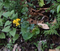 Packera coahuilensis