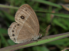 Brakefieldia phaea
