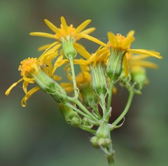 Packera coahuilensis