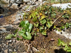 Caltha sibirica
