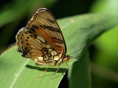 Junonia sophia