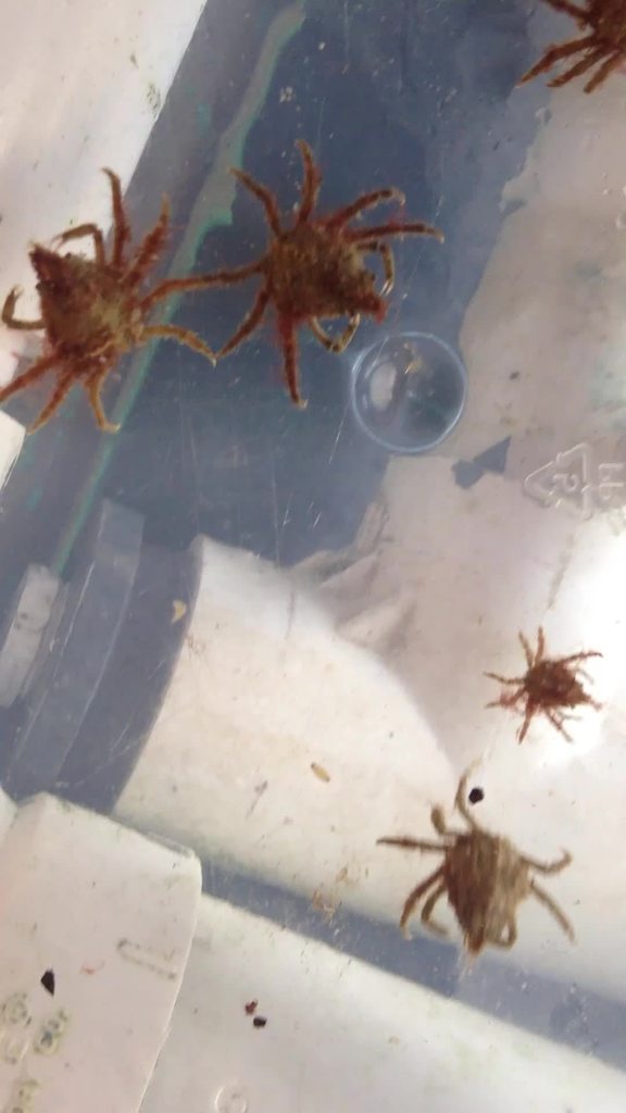 Longnose Spider Crab (MatBio: CRABS, SHRIMPS, JELLYFISH, SEA STARS &  OTHERS - Matanzas Biodiversity) · iNaturalist