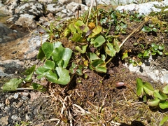 Caltha sibirica