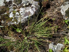 Carex eleusinoides