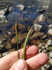 Carex eleusinoides