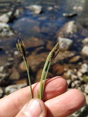 Carex eleusinoides