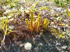 Huperzia appressa