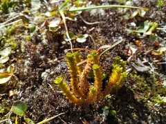 Huperzia appressa