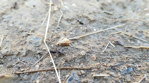 iNaturalist observation photo of Ants