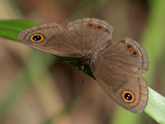 Neocoenyra kivuensis