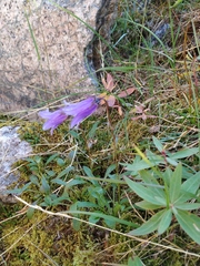 Campanula dasyantha