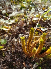 Huperzia appressa