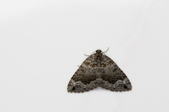 Lampropteryx chalybearia