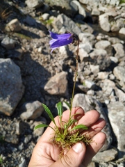 Campanula dasyantha