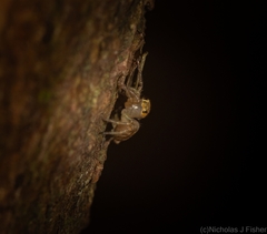 Prostheclina pallida