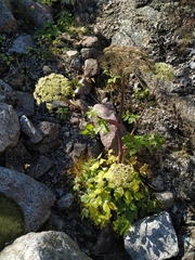 Angelica saxatilis