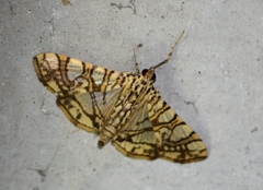 Glyphodes caesalis