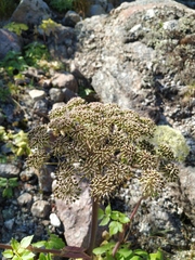 Angelica saxatilis