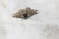 Biston robustum subrobustum
