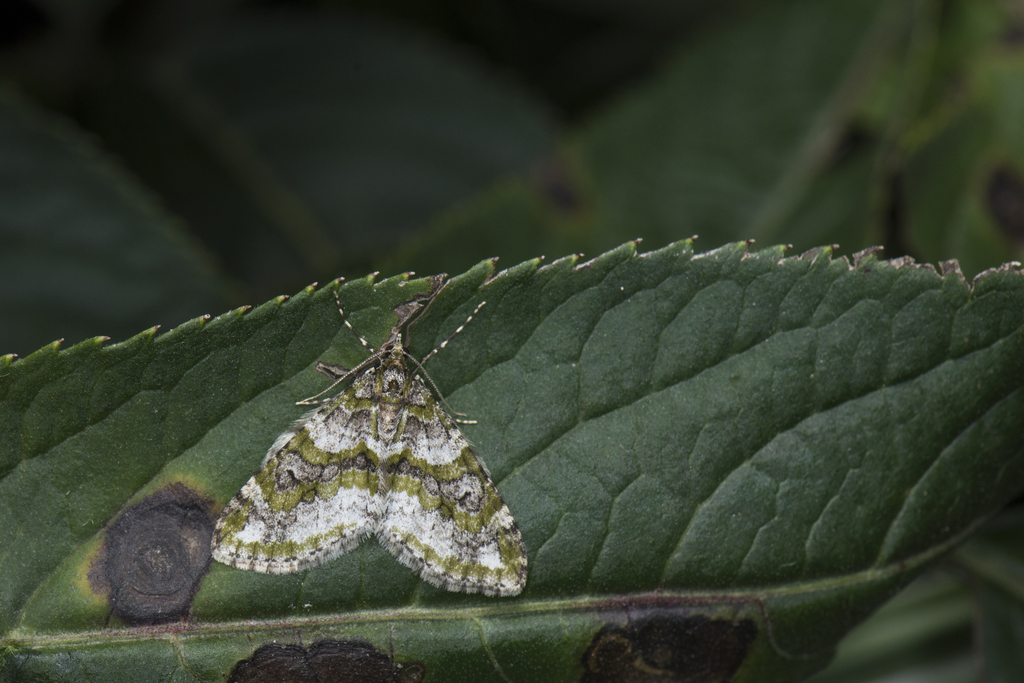 Esakiopteryx venusta