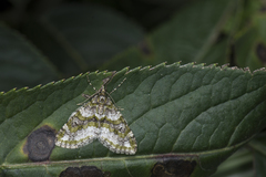 Esakiopteryx venusta