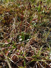 Micranthes melaleuca