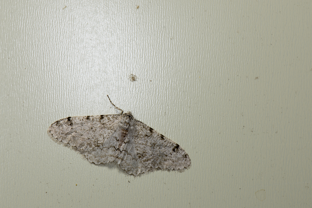 Phigalia owadai