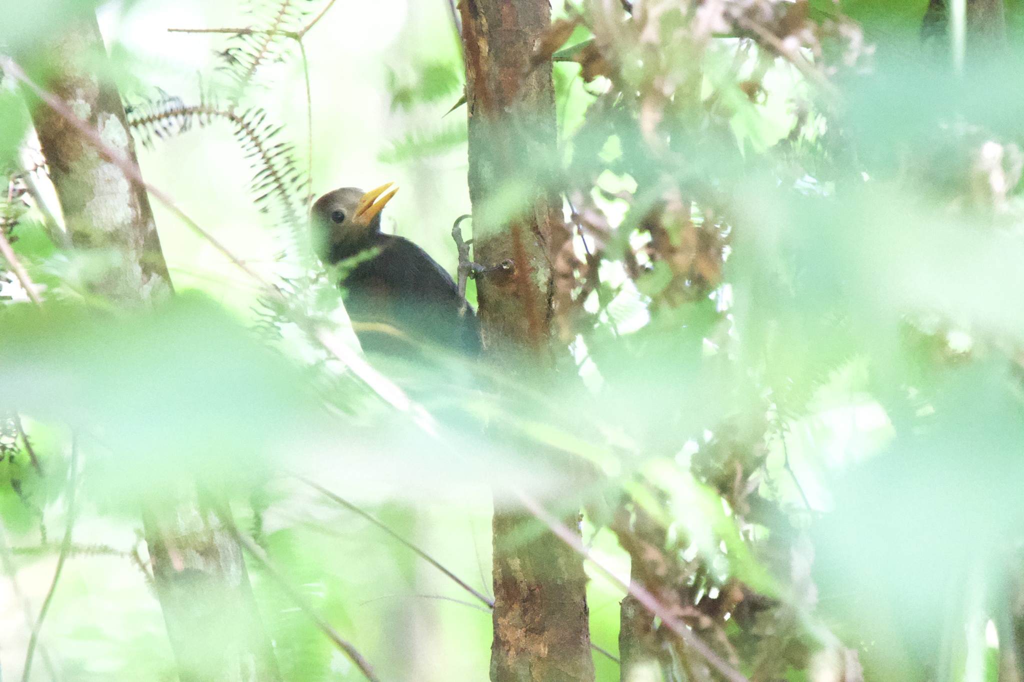 Maroon Woodpecker (Blythipicus rubiginosus)