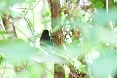 Blythipicus rubiginosus