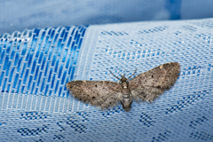 Eupithecia costiconvexa