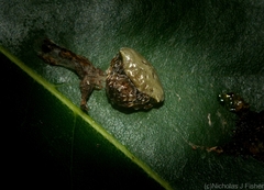Arkys speechleyi