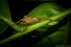 Eurychirus bituberculatus