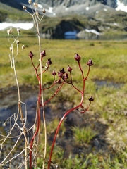 Micranthes melaleuca