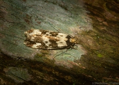 Barea eucapnodes