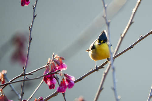 Yellow Tit (Machlolophus holsti), photo 9
