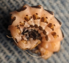 Pterotus obscuripennis