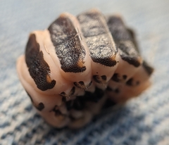 Pterotus obscuripennis