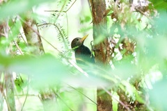 Blythipicus rubiginosus