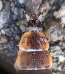 Pterotus obscuripennis