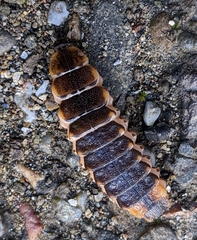 Pterotus obscuripennis