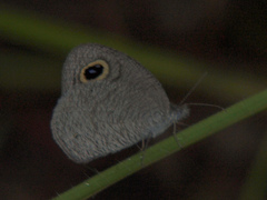 Ypthima asterope