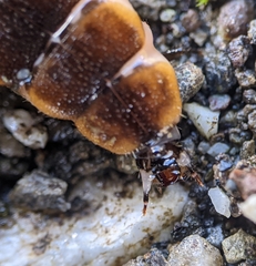 Pterotus obscuripennis