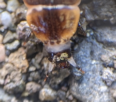 Pterotus obscuripennis