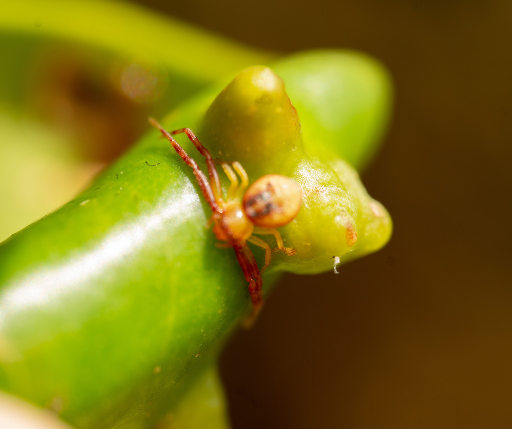 Mecaphesa juncta