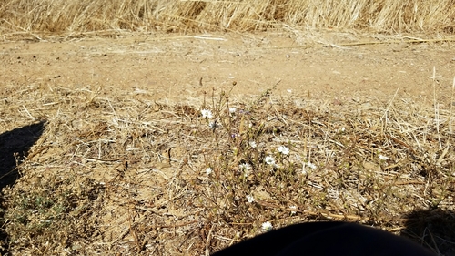 iNaturalist observation photo of Hayfield Tarweed