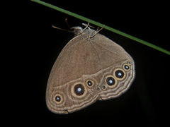 Brakefieldia simonsii
