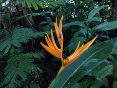 Heliconia psittacorum × spathocircinata