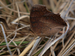 Catacroptera cloanthe